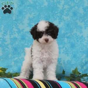 Milton, Toy Poodle Puppy